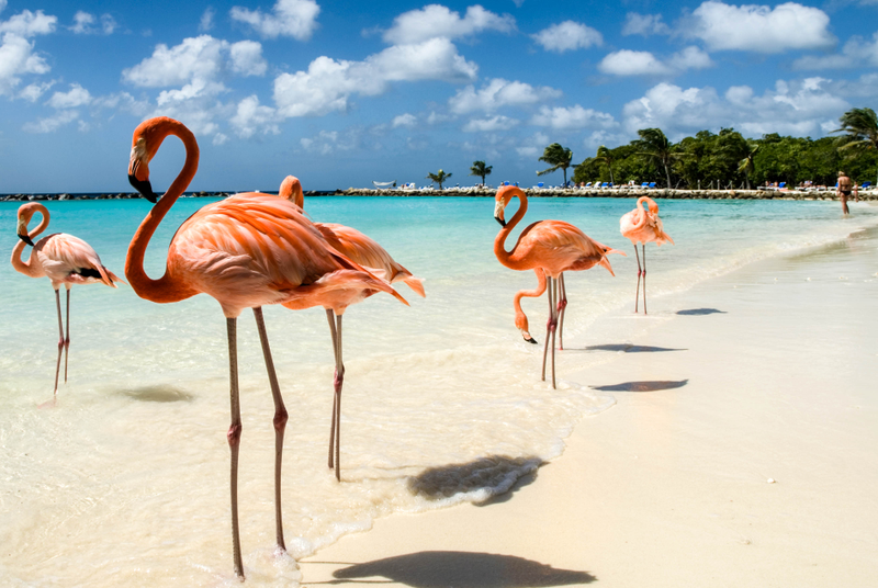 Illustration for article titled Aruba tips?